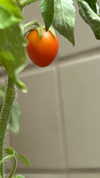 canabaputgir Altpins Profile Picture