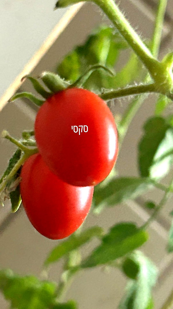 canabaputgir instagram image archive image