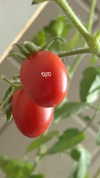 canabaputgir Altpins Profile Picture