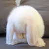 dafnudes Altpins Profile Picture