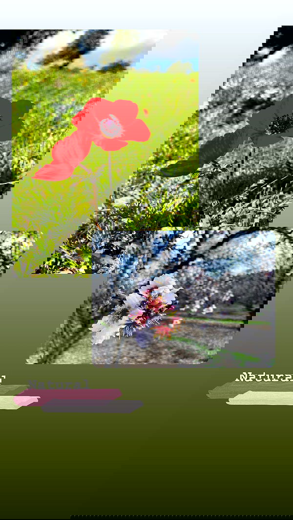 jaroslava_klavir jaroslava_klavir archive image