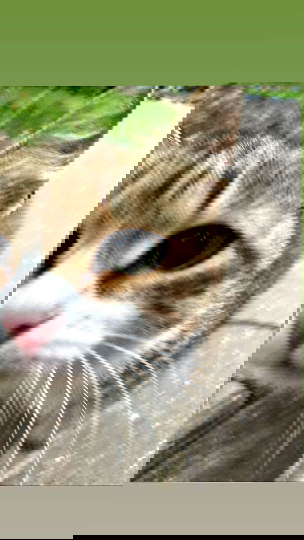 jaroslava_klavir jaroslava_klavir archive image