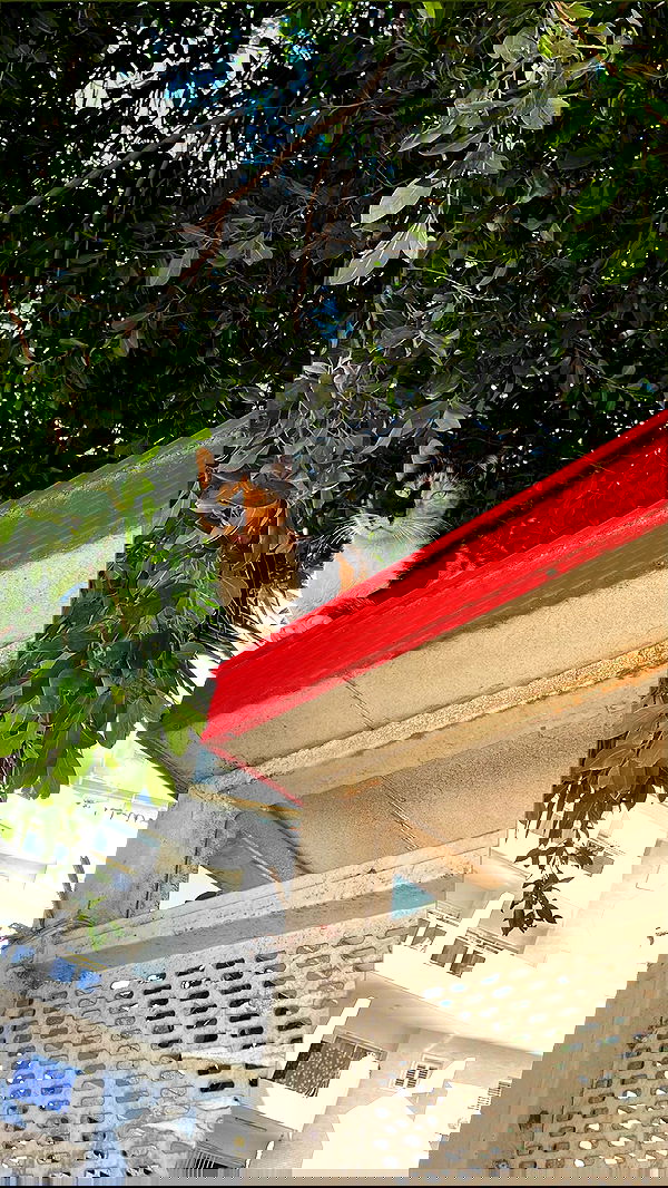 jaroslava_klavir jaroslava_klavir archive image