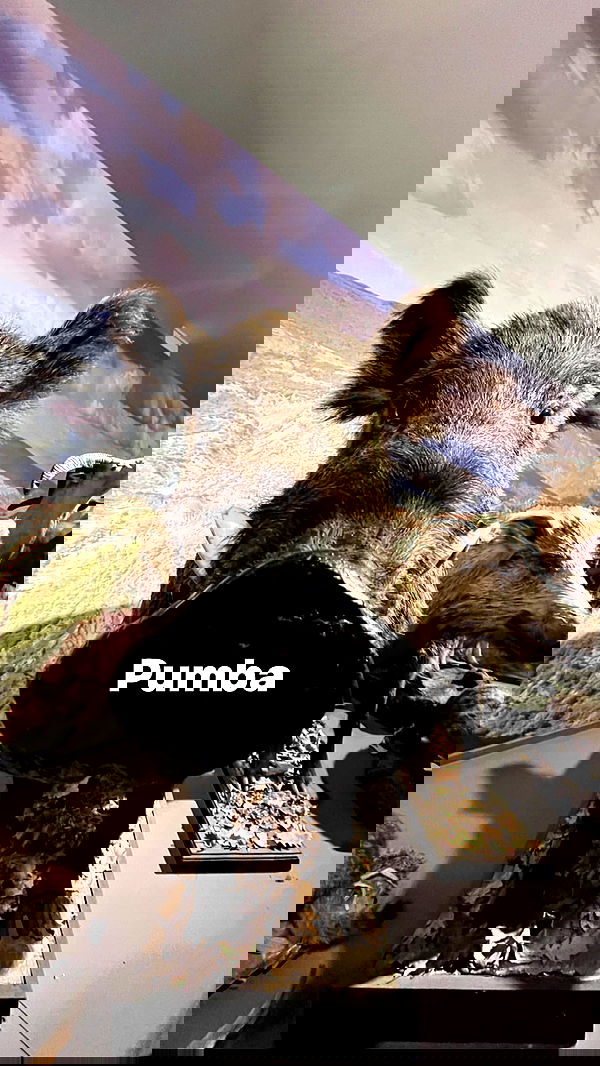 jaroslava_klavir jaroslava_klavir archive image