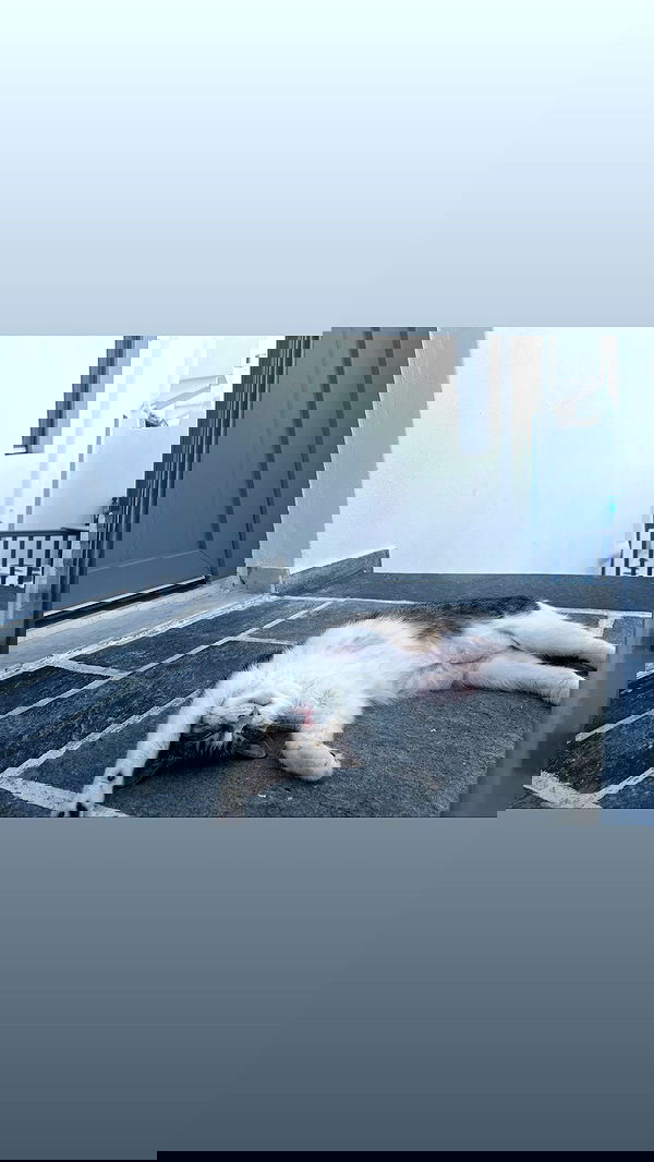 jaroslava_klavir jaroslava_klavir archive image