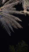 kimmm.c4 Altpins Profile Picture