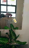 kingvalery.1 Altpins Profile Picture