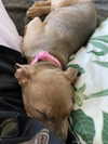 lacylotus Altpins Profile Picture