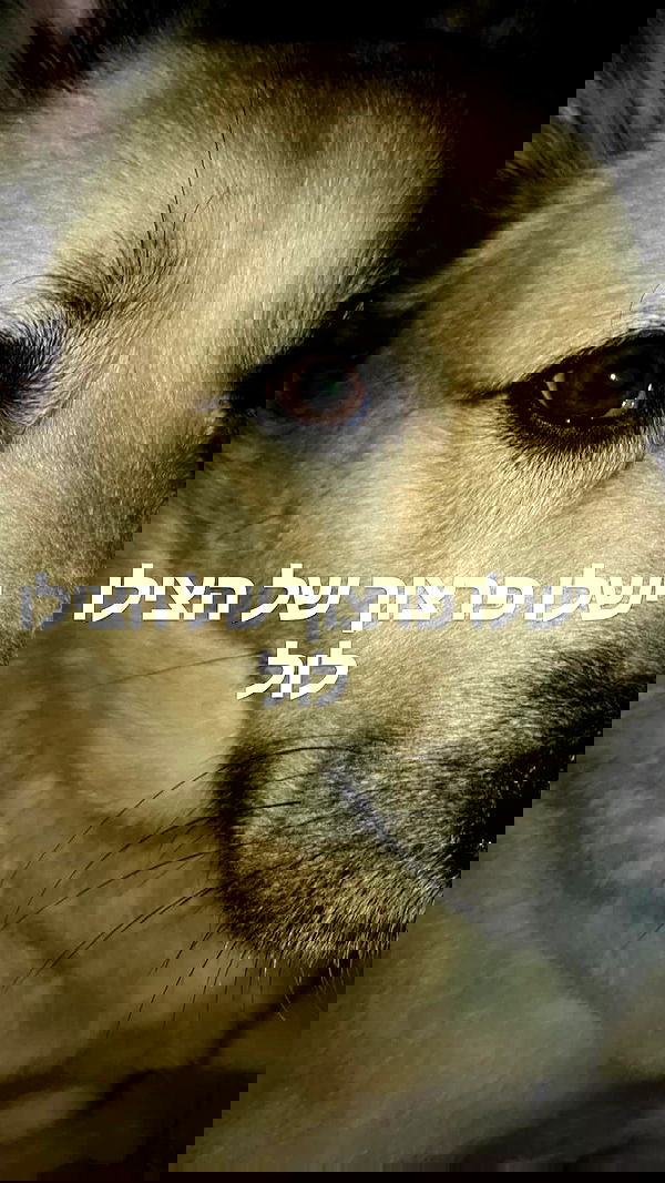 laluzone laluzone archive image