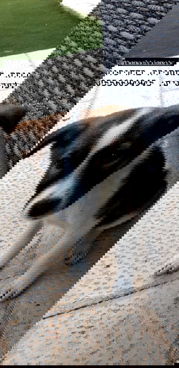 liashaked liashaked archive image