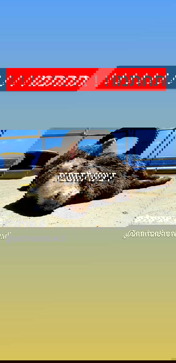 liashaked liashaked archive image