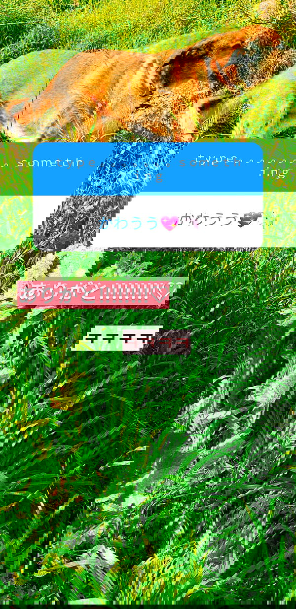 liashaked liashaked archive image