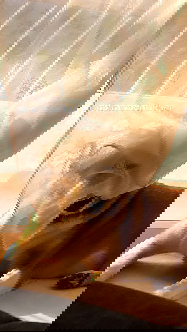 liashaked liashaked archive image