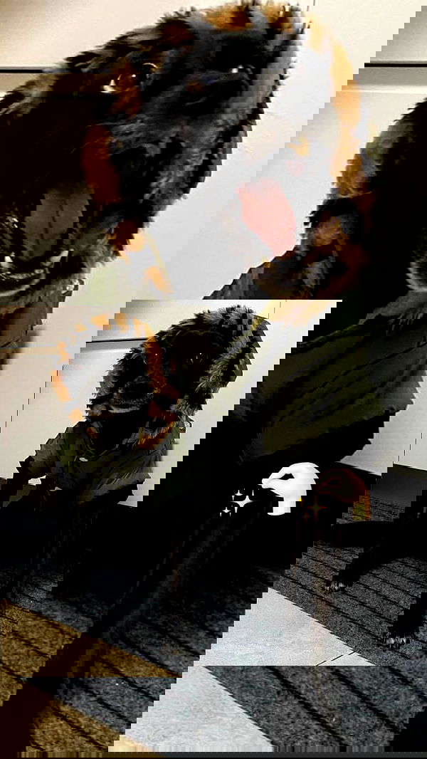 liashaked liashaked archive image