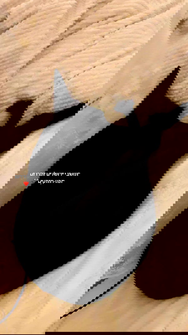 liashaked liashaked archive image