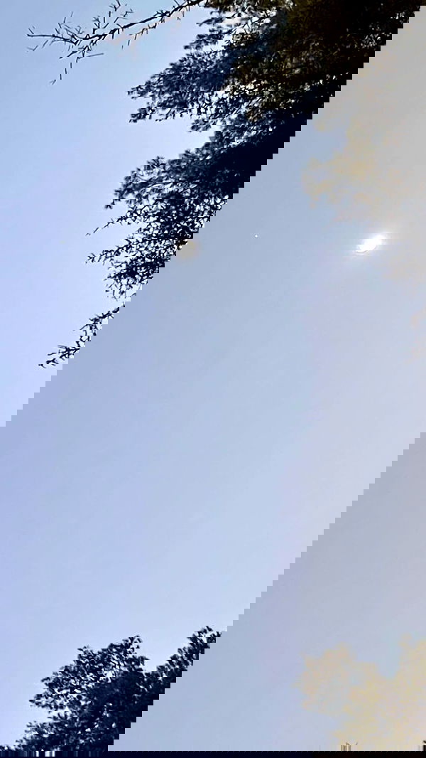 liashaked liashaked archive image