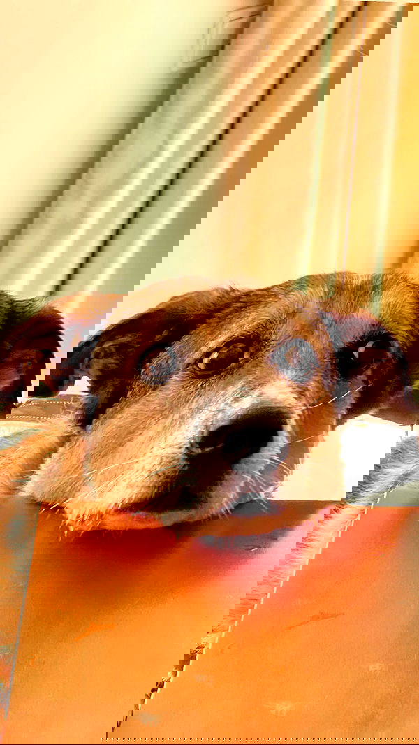 liashaked liashaked archive image