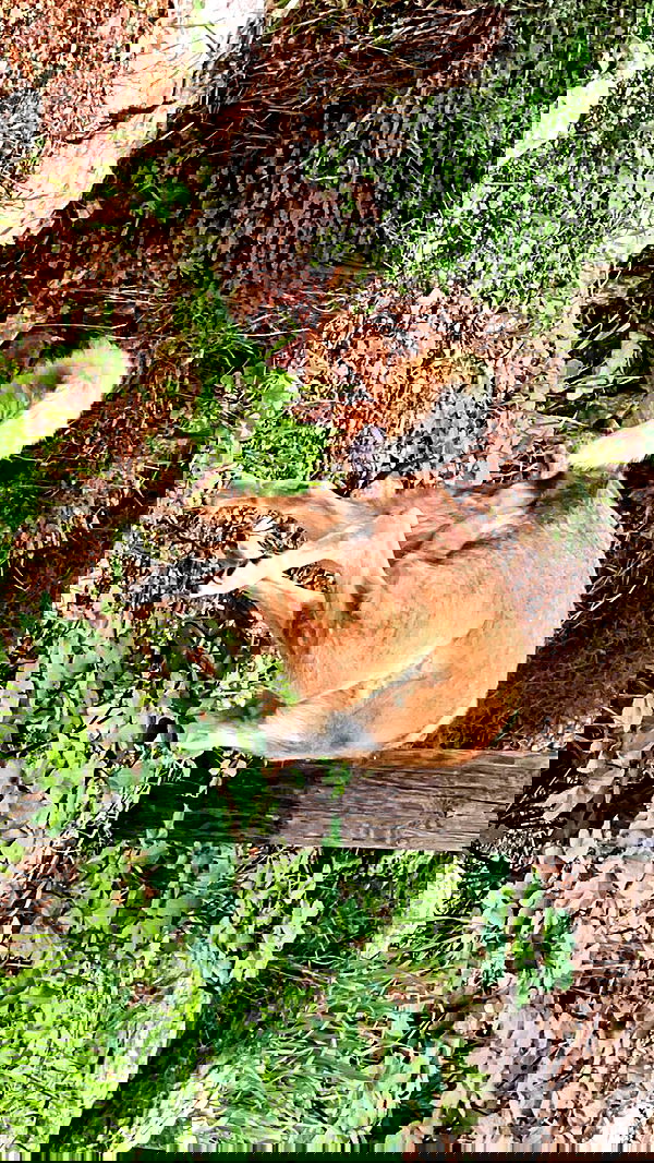 liashaked liashaked archive image