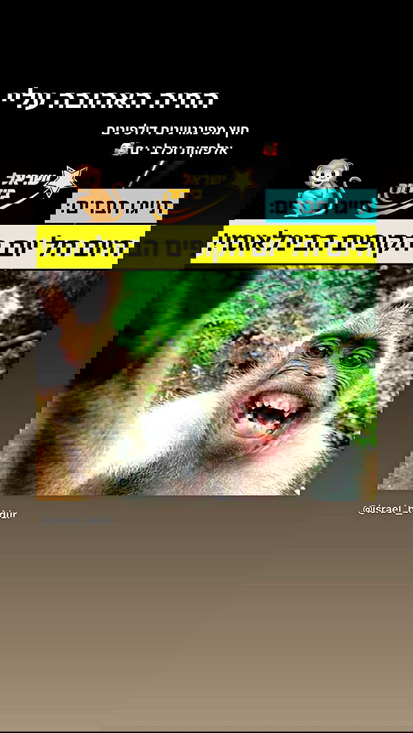 liashaked liashaked archive image