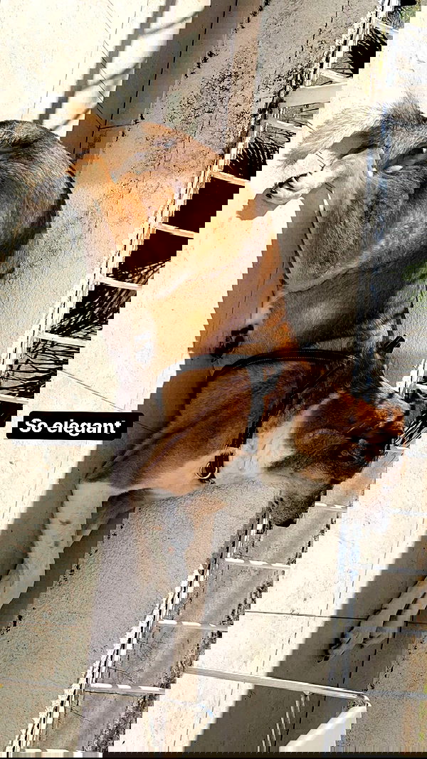 liashaked liashaked archive image