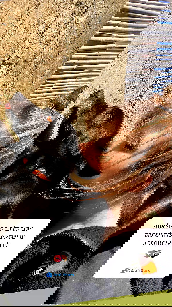 liashaked liashaked archive image