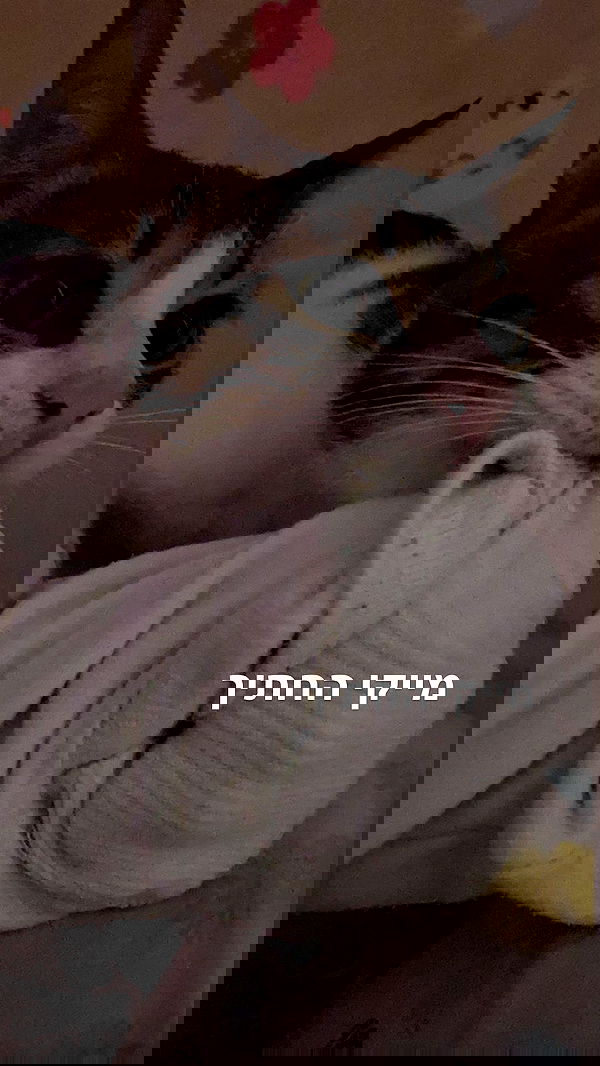 liashaked liashaked archive image