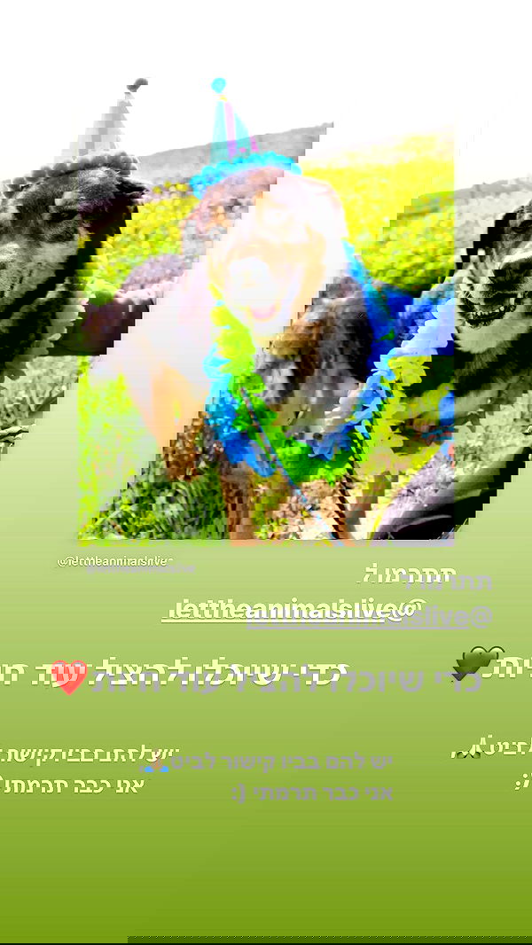 liashaked liashaked archive image