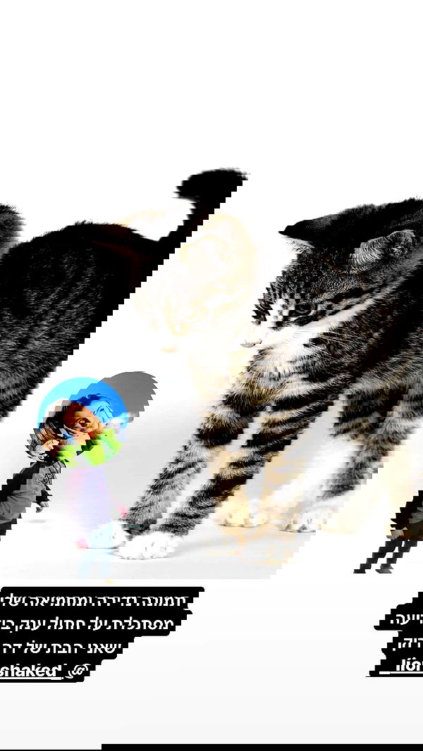 liashaked liashaked archive image