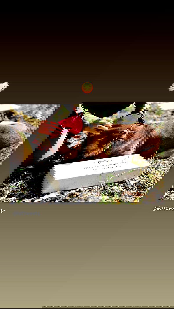 liashaked liashaked archive image