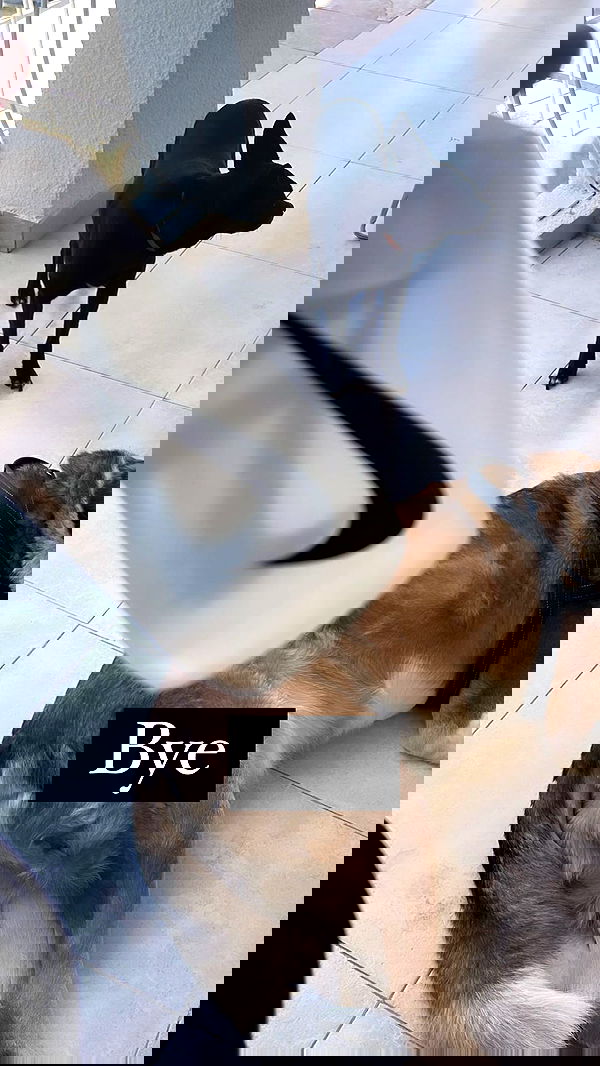 liashaked liashaked archive image