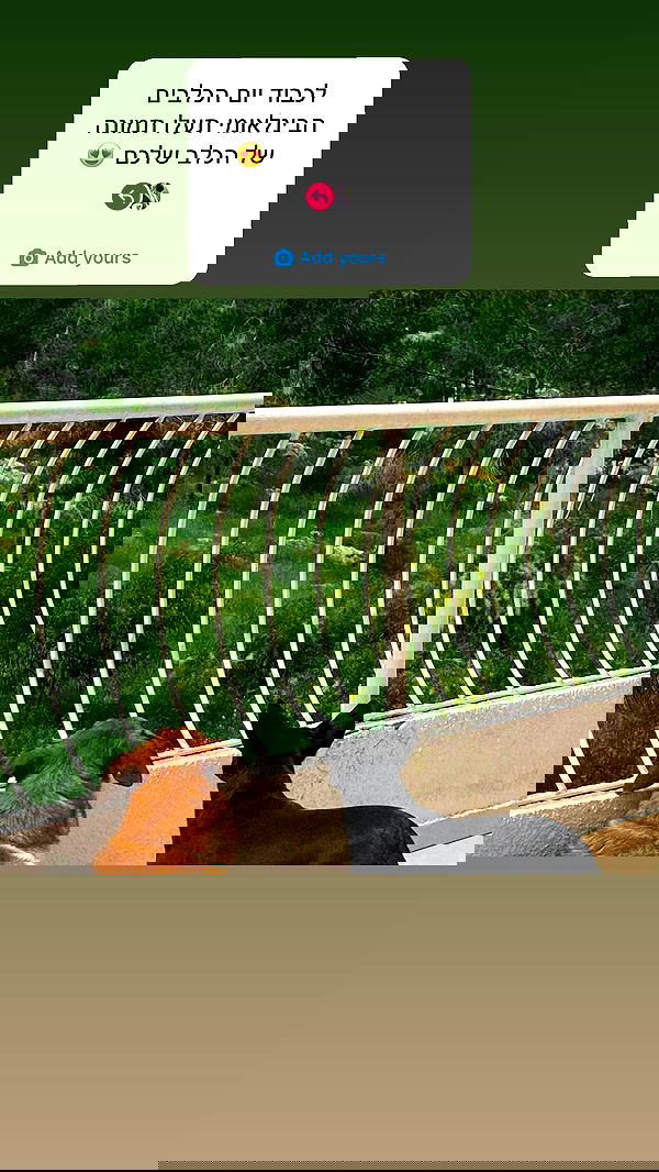 liashaked liashaked archive image