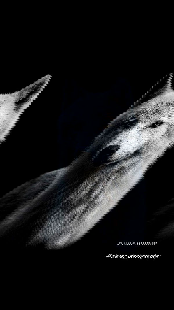 liashaked liashaked archive image