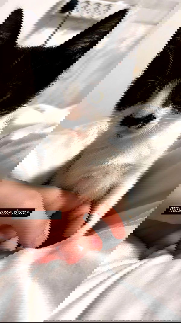 liashaked liashaked archive image