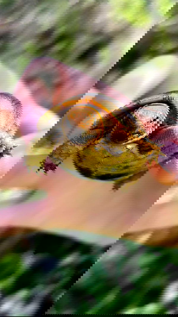 liashaked liashaked archive image