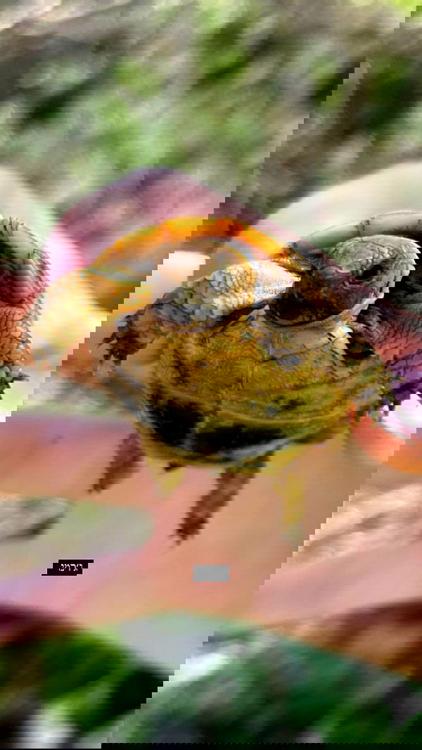 liashaked liashaked archive image