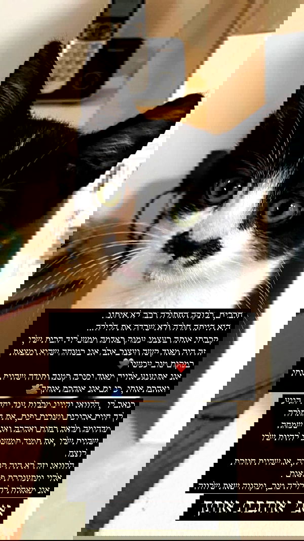 liashaked liashaked archive image