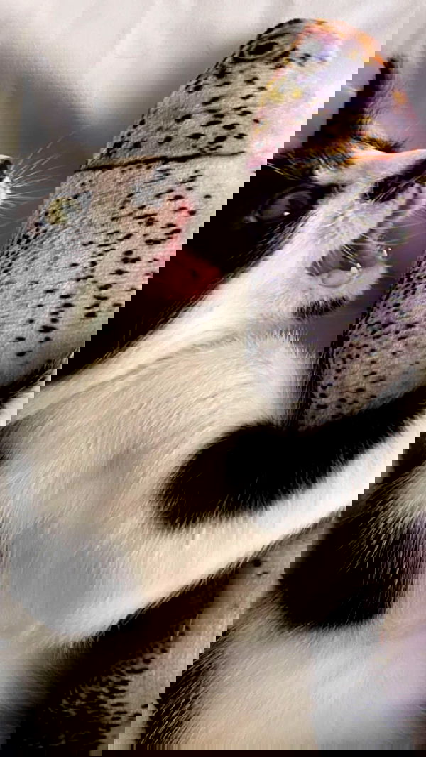 liashaked liashaked archive image