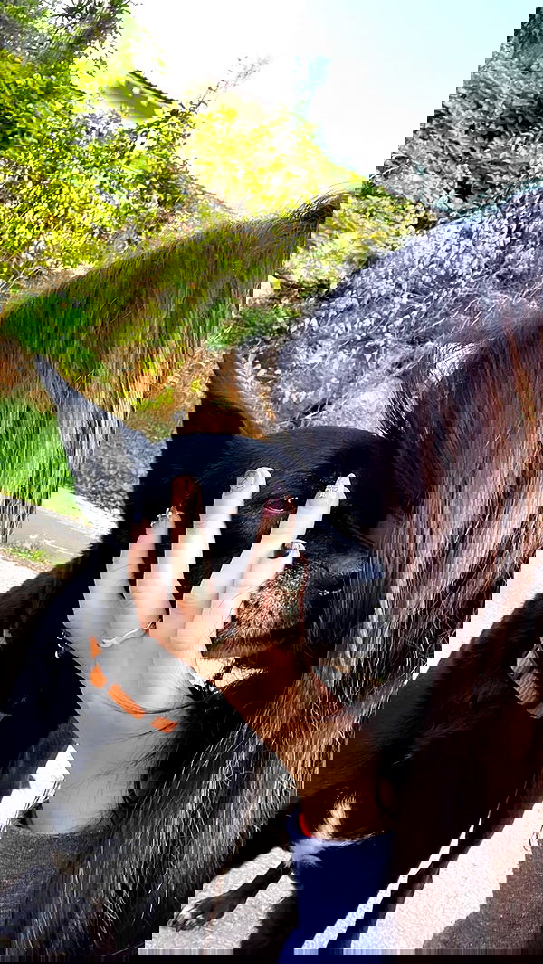 liashaked liashaked archive image