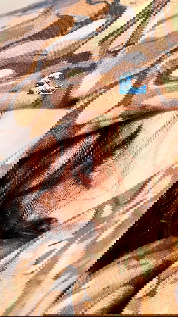 liashaked liashaked archive image