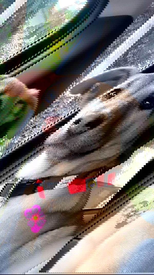 liashaked liashaked archive image