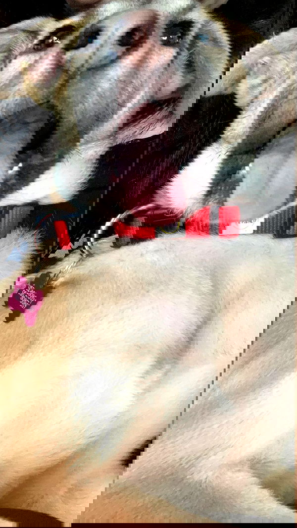 liashaked liashaked archive image