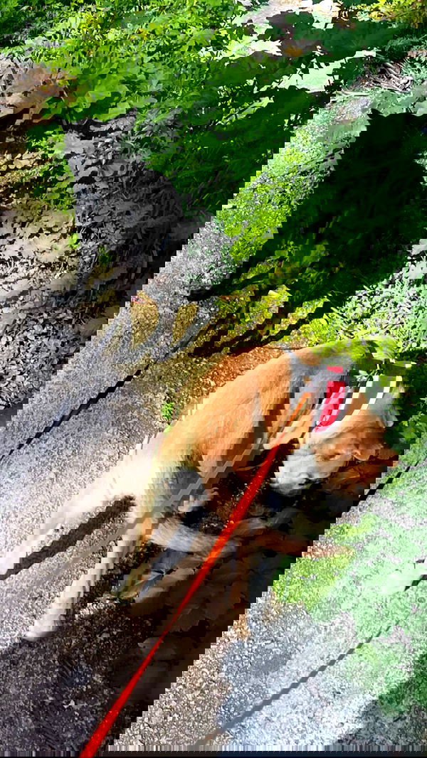 liashaked liashaked archive image