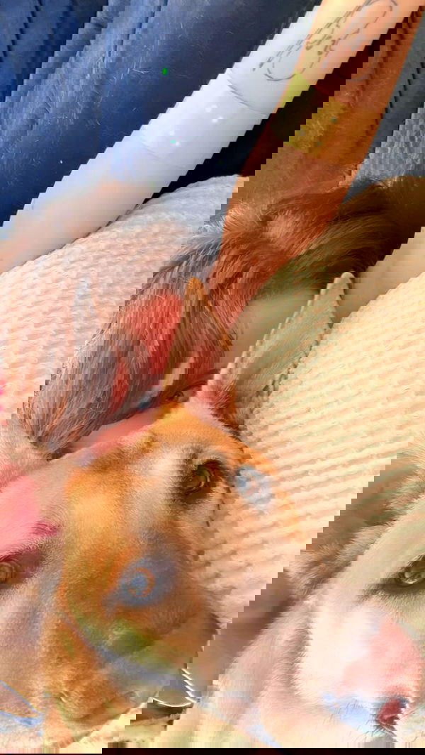 liashaked liashaked archive image