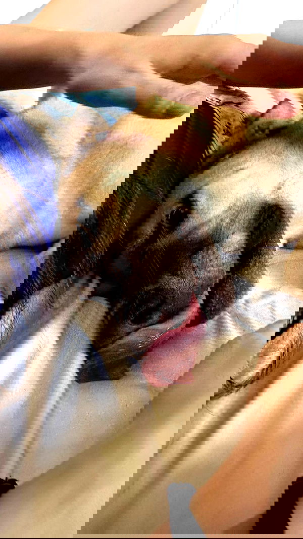 liashaked liashaked archive image