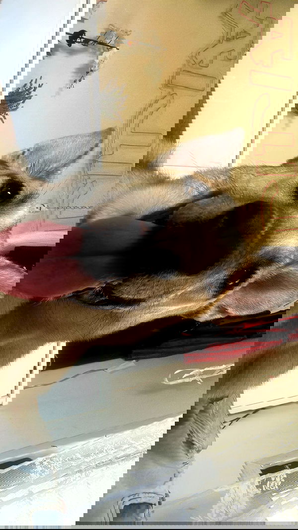 liashaked liashaked archive image