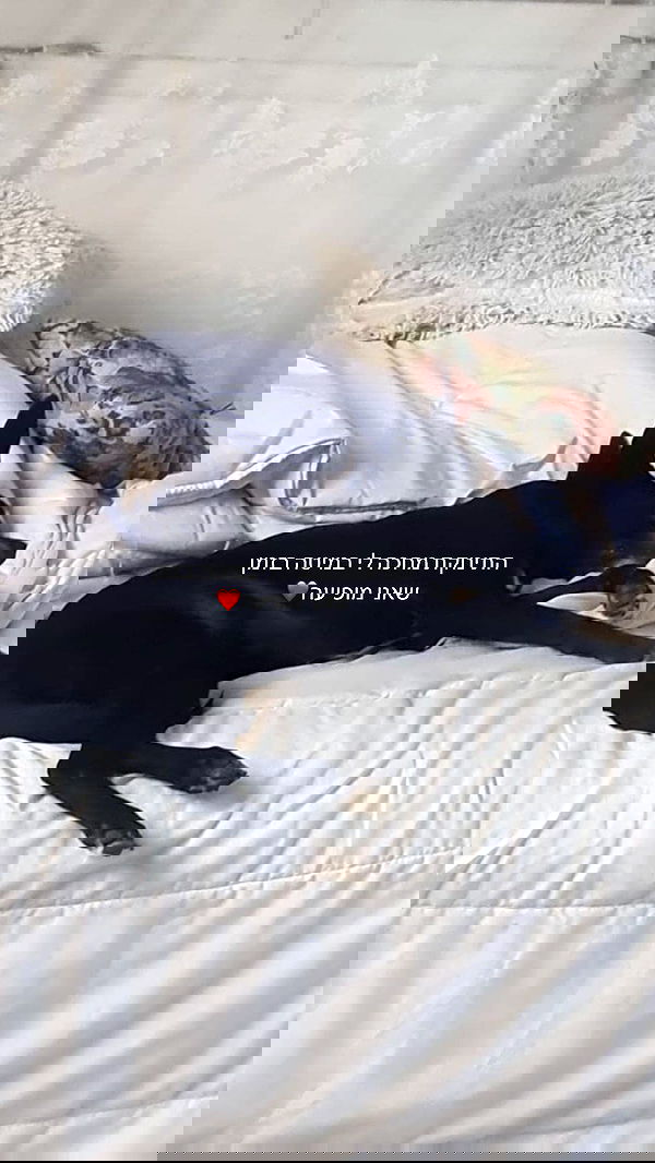 liashaked liashaked archive image