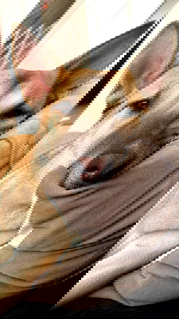 liashaked liashaked archive image