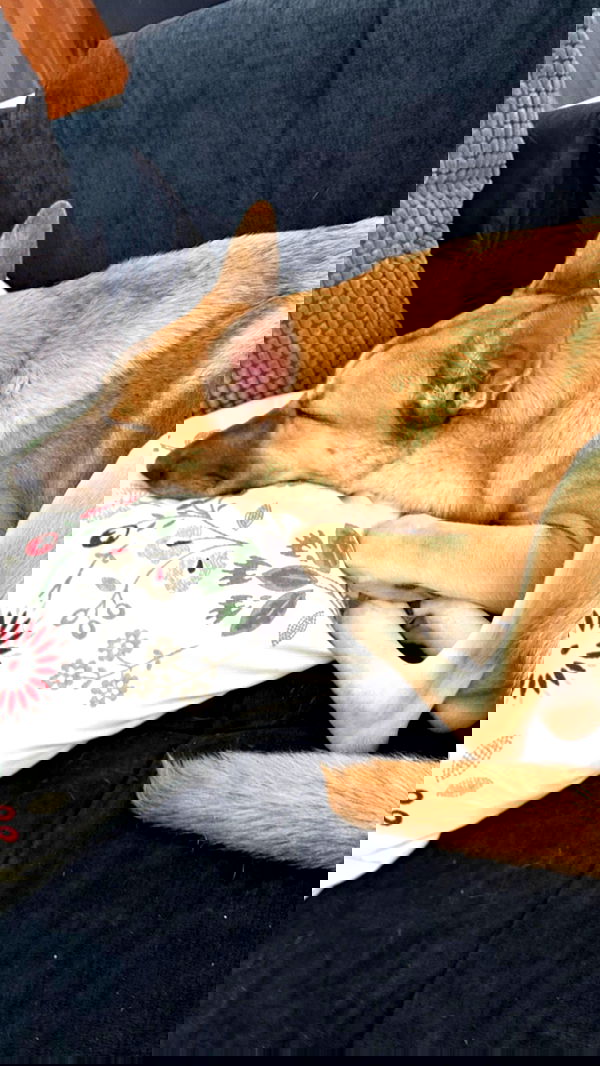 liashaked liashaked archive image