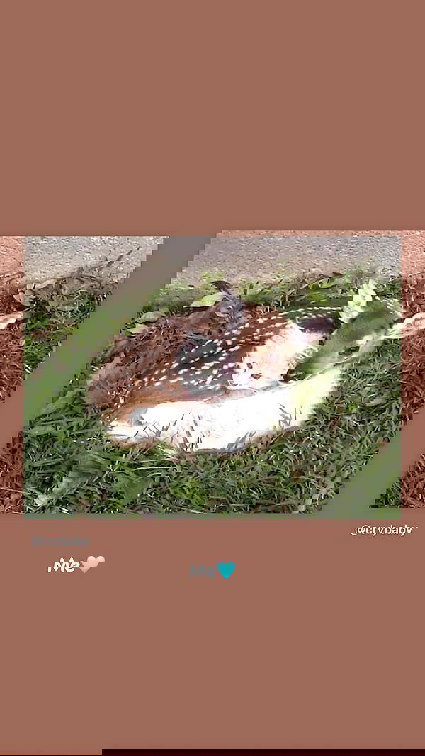 liashaked liashaked archive image