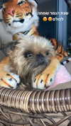 lisush_9 Altpins Profile Picture